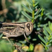 selective-focus-shot-white-banded-grasshopper-among-vegetation-maltese-countryside_181624-34044