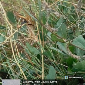 Fledging of the nymphs to immature adult stage