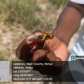 Hoppers at instar 4 5