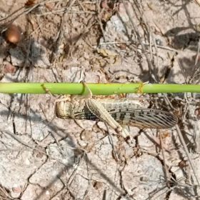 Immature adult stage